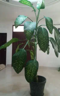 گل دیفن ۲ متر ونیمی