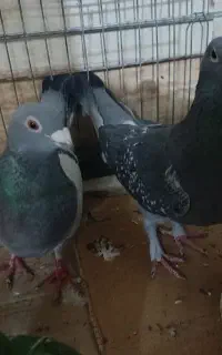 یک جفت پلاکی رو جوجه یک جفت مقلوف پرشی