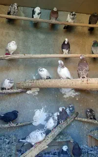 کبوتر پرنده