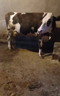 یک راس گاو سیمینتال جوان