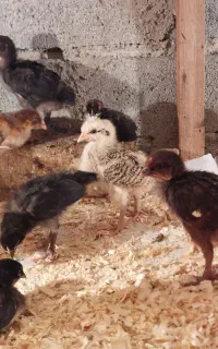 فروش جوجه ۲۰ روزه تعداد بالا