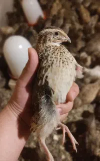 بلدرچین جوان