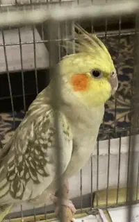 جفت قفس بزرگ نرده بون لانه پله چوبی کلی وسیله