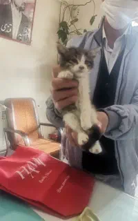 بچه گربه