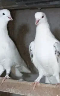 کفتر خالپیس شمرونی