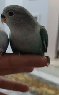 جوجه برزیلی خوشگل
