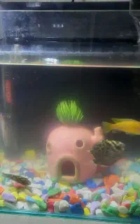 اکواریوم شیک