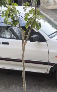 پراید هاچپک کره ای در زرند