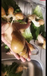 حلزون خاویار حلزون و خاک حلزون