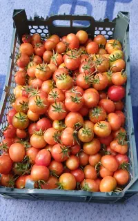 گوجه