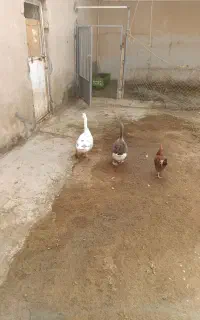 غاز نروماده