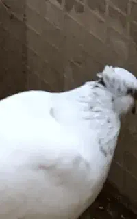 باخت رفته