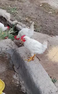 3عددخروس 5ماهه