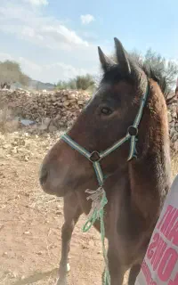 کره اسب مادیان ذات دار