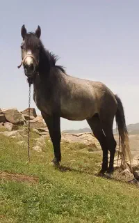 اسب مادیان