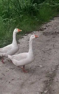 غاز قوغاز دورگ بزرگ هرسه نر