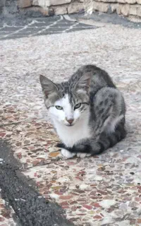 گربه