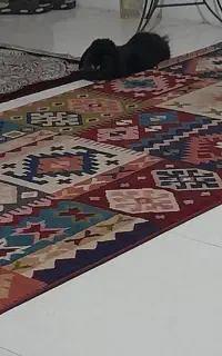 واگذاری رایگان خرگوش