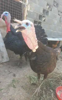 بوقلمون نر درشت. پرنده. مرغ