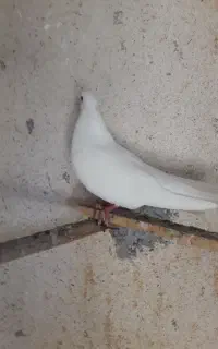 کبوتر بوشهری