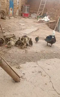 اردک مادر همراه جوجه ها