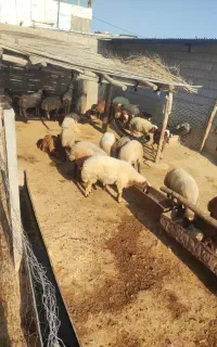 بره پرواری