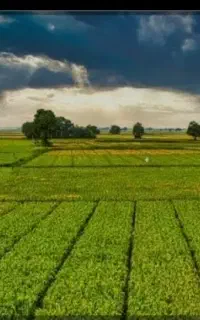 اجاره ۱۹ هکتار زمین کشاورزی ابی