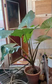 گل بابا آدم