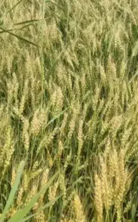 اجازه زمین کشاورزی کشت‌های فصلی