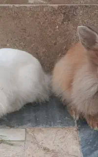 خرگوش خونگی