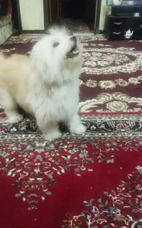 واگذاری سگ بسیارمودب