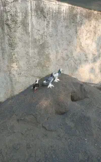 یک جفت کبوتر خوب