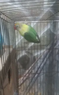 جفت کوتوله برزیلی