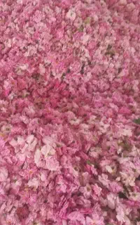 فروش گل محمدی تازه