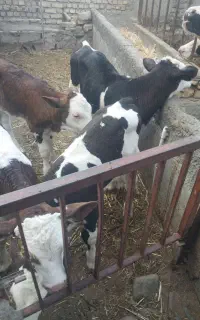 فروش گوساله