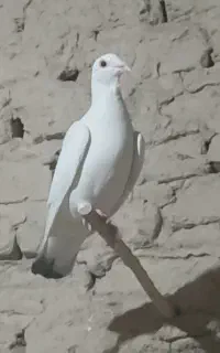 نردمسبز