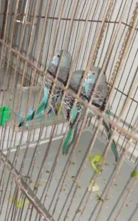 مرغ عشق 3 عدد با قفس 1100