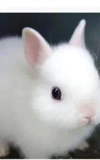 خرگوش‌لوپ‌سفید‌‌خوشگل