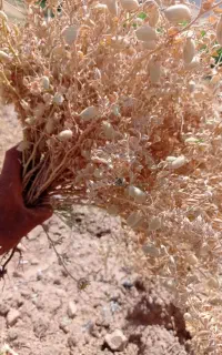 نخود سیاه سفید دیم