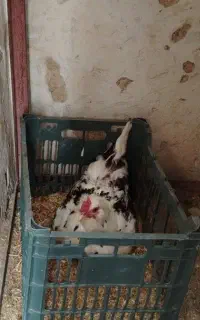 مرغ و خروس