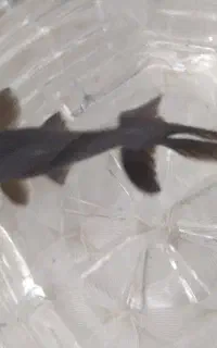 ماهی چشم تلسکوپی