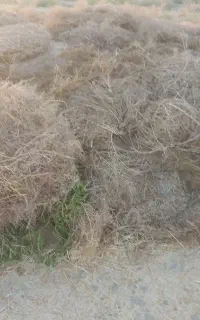 خرمن کاه