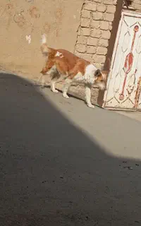 سگ قشنگ