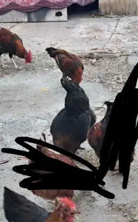 فروش ۳مرغ تخم گذار ویک خروس