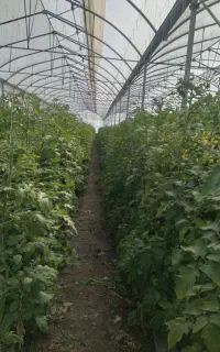 استخدام کارگر ساده جهت کار در گلخانه
