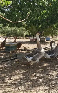 مرغ غازبوقلمون ماده