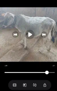 گوساله