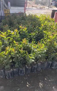 انواع نهال مرکبات و استوای .انبه