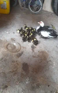 ۱۶عدد جوجه اردک اسرائیلی