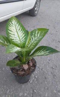 گل دیفن